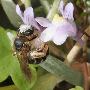 Lasioglossum calceatum, W Lasioglossum calceatum, W