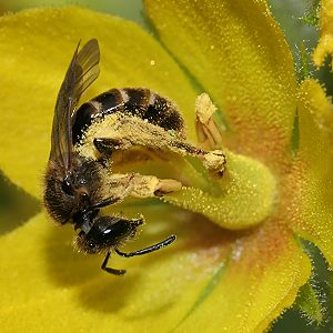 Lasioglossum calceatum, W Lasioglossum calceatum, W