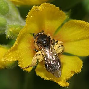 Lasioglossum calceatum, W Lasioglossum calceatum, W