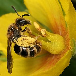 Lasioglossum calceatum, W Lasioglossum calceatum, W