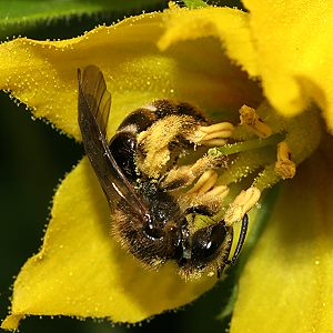 Lasioglossum calceatum, W Lasioglossum calceatum, W