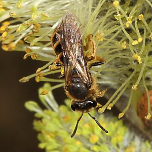 Lasioglossum calceatum, W Lasioglossum calceatum, W