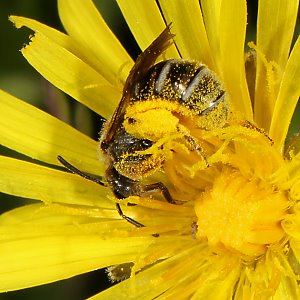 Lasioglossum calceatum, W Lasioglossum calceatum, W