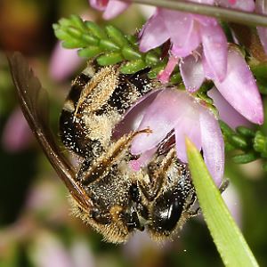 Lasioglossum calceatum, W Lasioglossum calceatum, W