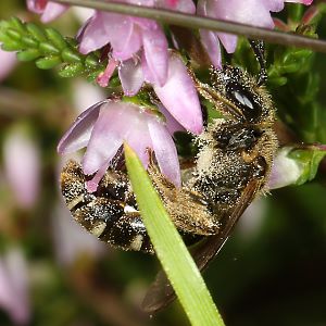 Lasioglossum calceatum, W Lasioglossum calceatum, W