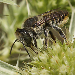 Steinbiene Lithurgus chrysurus, W Lithurgus chrysurus, W