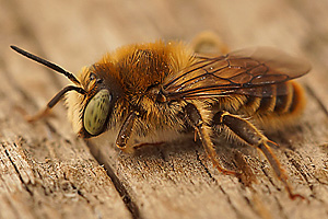 Lithurgus chrysurus, W