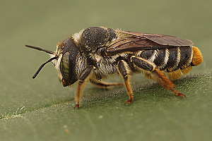 Lithurgus chrysurus, M
