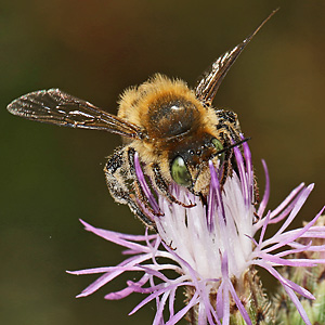 Lithurgus chrysurus, W