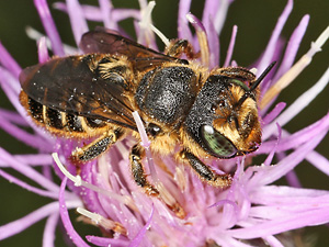 Lithurgus chrysurus, W