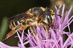 Lithurgus chrysurus, W