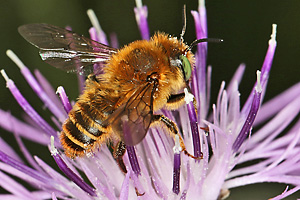 Lithurgus chrysurus, M