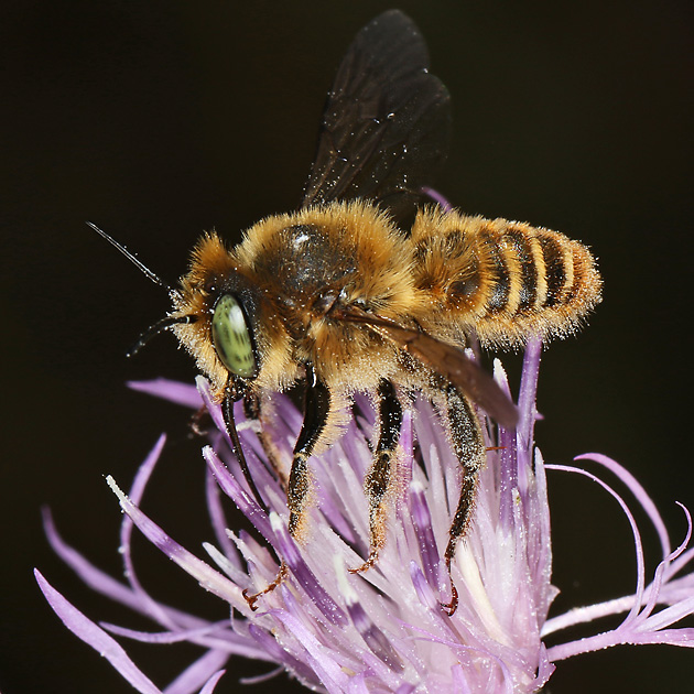 Lithurgus chrysurus, M