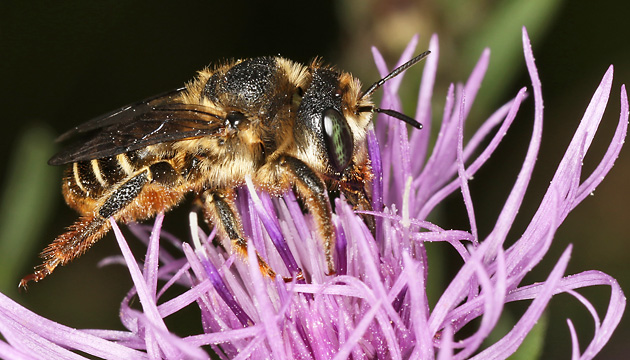 Lithurgus chrysurus, W