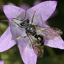 Furchen- bzw. Schmalbiene Lasioglossum costulatum, W Furchenbiene Lasioglossum costulatum, W