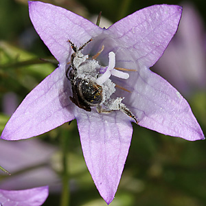 Lasioglossum costulatum, W