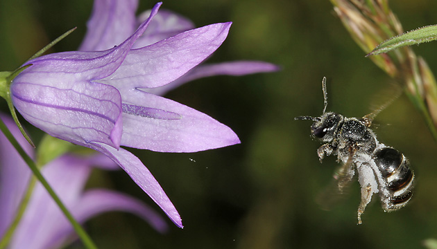 Lasioglossum costulatum, W