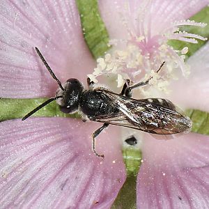 Lasioglossum costulatum, M