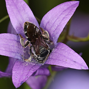 Lasioglossum costulatum, W