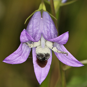 Lasioglossum costulatum, W