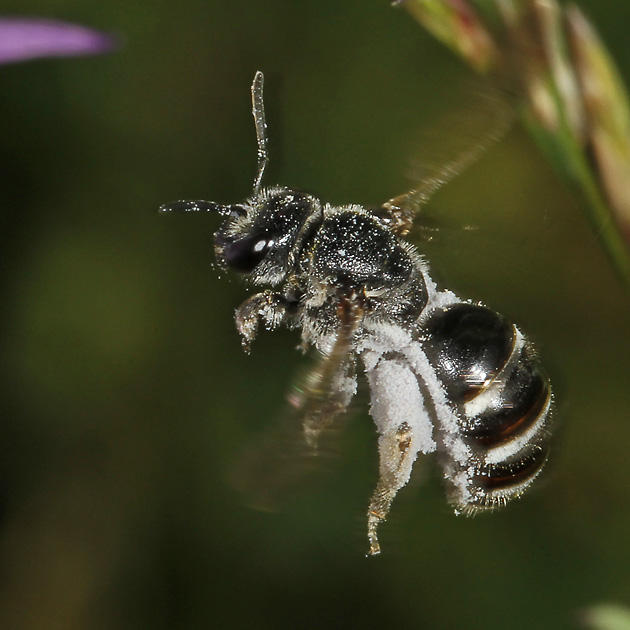 Lasioglossum costulatum, W