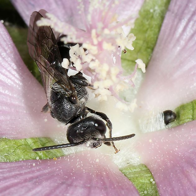 Lasioglossum costulatum, M