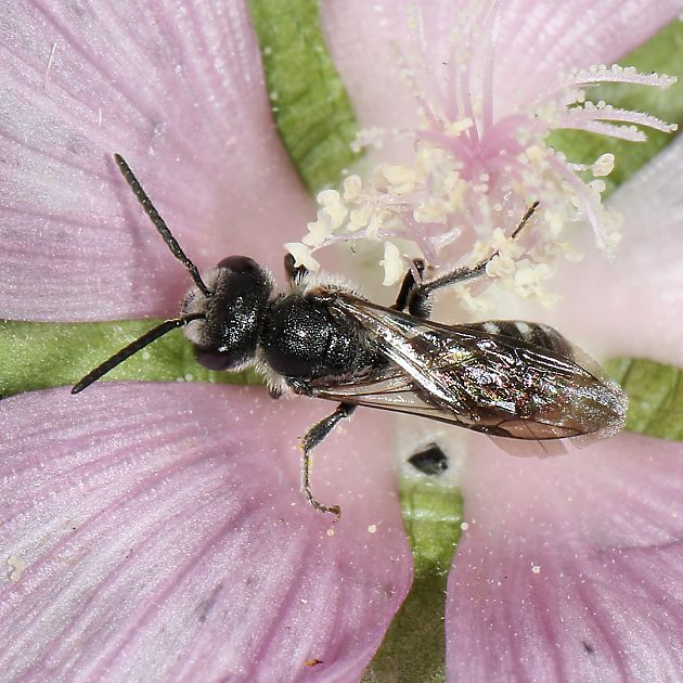 Lasioglossum costulatum, M