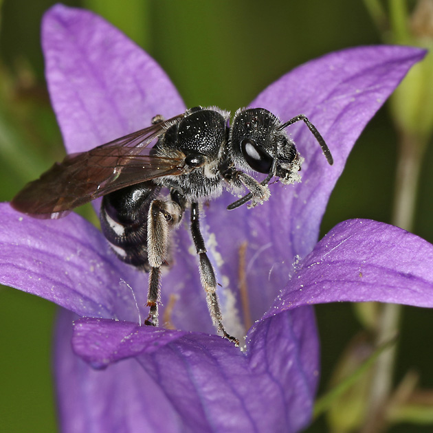 Lasioglossum costulatum, W