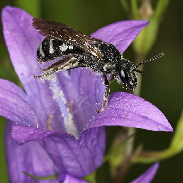 Lasioglossum costulatum, W