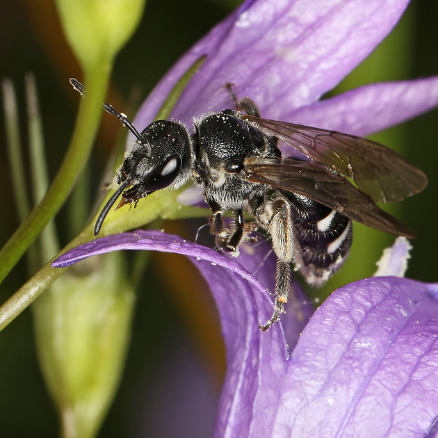 Lasioglossum costulatum, W