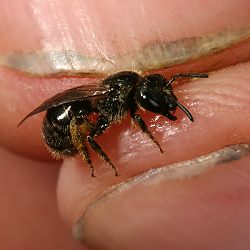 Furchen- bzw. Schmalbiene Lasioglossum fratellum, M