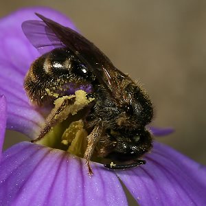 Lasioglossum fulvicorne, W