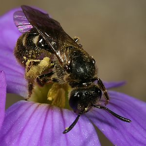 Lasioglossum fulvicorne, W
