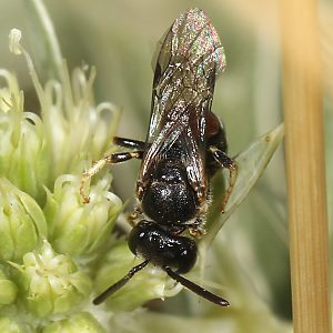 Lasioglossum interruptum, M
