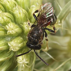Lasioglossum interruptum, M