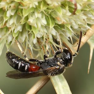 Lasioglossum interruptum, M