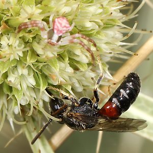 Lasioglossum interruptum, M