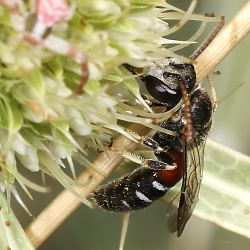 Lasioglossum interruptum, M