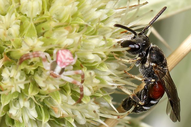 Lasioglossum interruptum, M