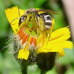 Furchen- bzw. Schmalbiene Lasioglossum leucozonium Lasioglossum leucozonium