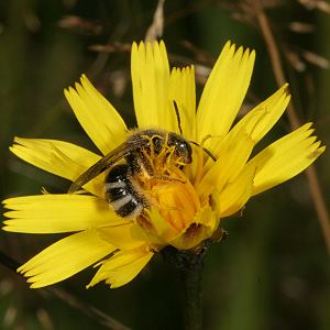 Lasioglossum leucozonium, W