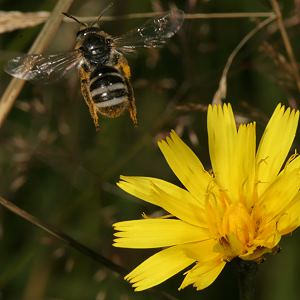 Lasioglossum leucozonium, W