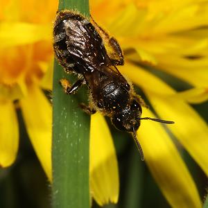Lasioglossum leucozonium, W