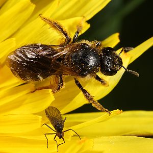 Lasioglossum leucozonium, W