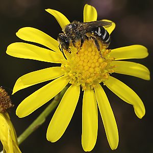 Lasioglossum leucozonium, W