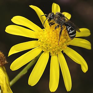 Lasioglossum leucozonium, W