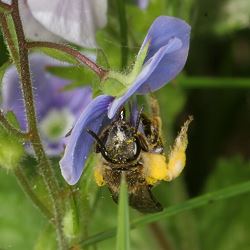 Vielleicht Lasioglossum malachurum