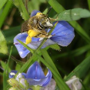 Lasioglossum malachurum, W