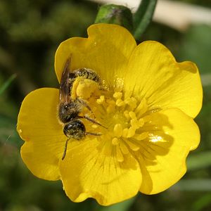 Lasioglossum malachurum, W