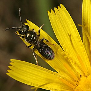 Lasioglossum morio